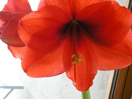 Amaryllis